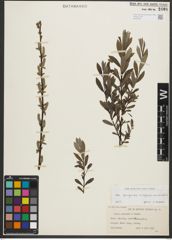Foto von Salix L.